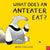 Nosy Crow Books What Does An Anteater Eat?