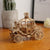 Robotime TOYS Robotime 3D Wooden Puzzle - Pumpkin Carriage